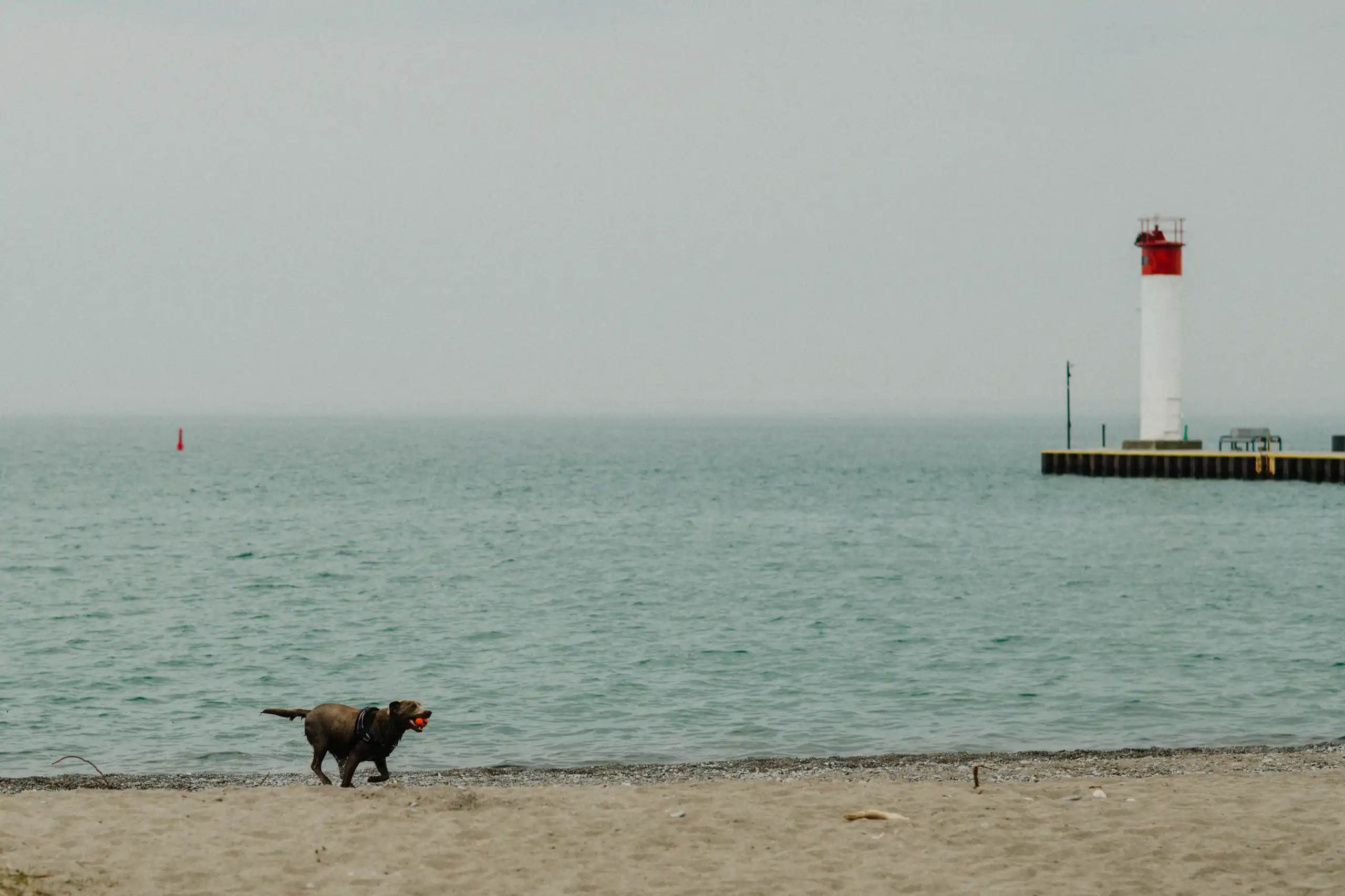 A dog chasing a ball on Whitby Beach